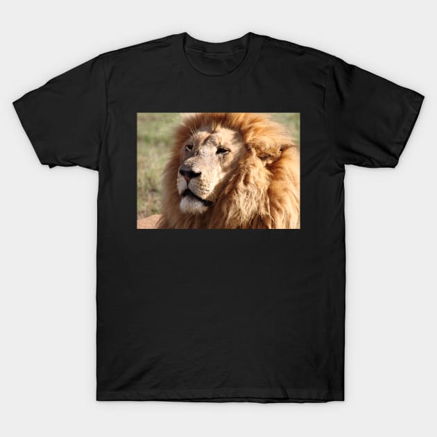 Lion Portrait T-Shirt by Carole-Anne